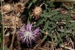 Centaurea aspera