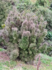 Coprosma crassifolia