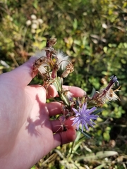 Lactuca pulchella