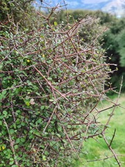 Coprosma crassifolia
