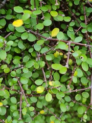 Coprosma crassifolia