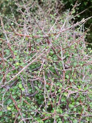 Coprosma crassifolia