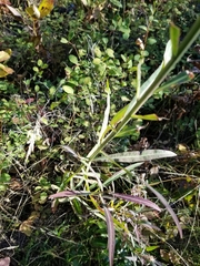 Lactuca pulchella