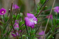 Epilobium hirsutum