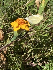 Pieris rapae crucivora