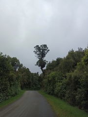 Metrosideros robusta