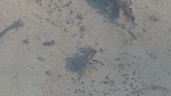 Naupactus peregrinus