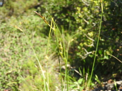 Carex distachya