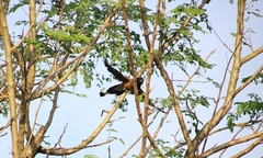 Dendrocitta vagabunda