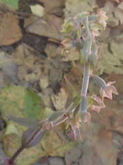 Epipactis microphylla