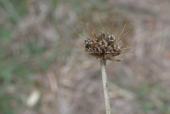 Sixalix atropurpurea