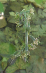 Epipactis microphylla