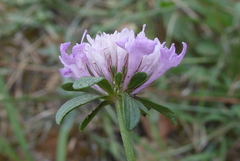 Sixalix atropurpurea