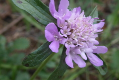 Sixalix atropurpurea