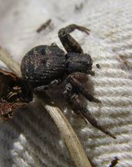 Bassaniana utahensis