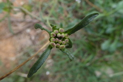 Sixalix atropurpurea