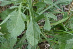 Sixalix atropurpurea