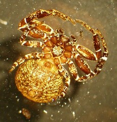 Bassaniana utahensis