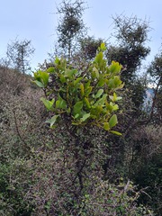 Ileostylus micranthus