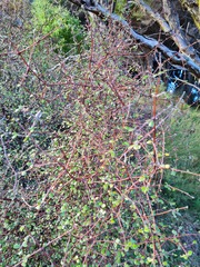 Coprosma crassifolia