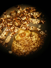 Bassaniana utahensis