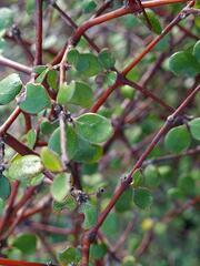 Coprosma crassifolia