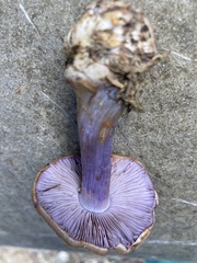 Riederi