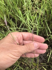 Polygala appendiculata