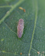 Deltocephalini