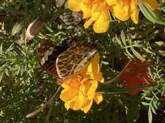 Argynnis hyperbius hyperbius