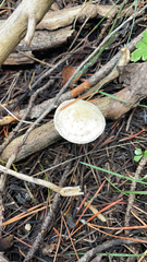 Leratiomyces percevalii