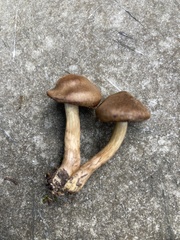 Cortinarius semisanguineus