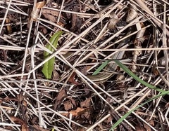 Oligosoma polychroma