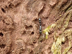 Platythyrea parallela