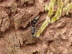 Platythyrea parallela