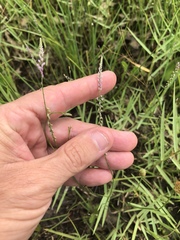 Polygala appendiculata