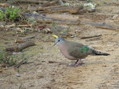 Turtur chalcospilos