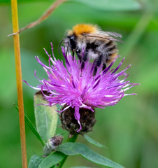 Bombus