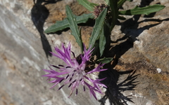 Centaurea aspera