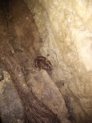 Discoglossus galganoi