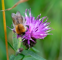 Bombus