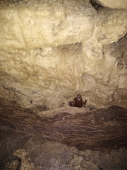 Discoglossus galganoi