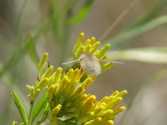 Bombyliinae