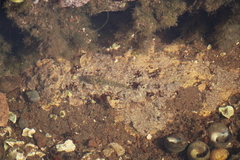 Gasterosteus aculeatus