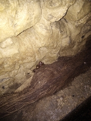 Discoglossus galganoi