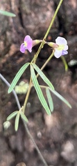 Glycine microphylla