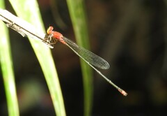 Pseudagrion pilidorsum