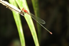Pseudagrion pilidorsum