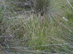 Carex extensa