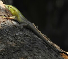 Lamprolepis smaragdina